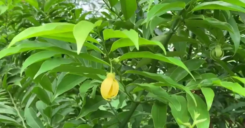 Discover the beauty and cultural significance of the Manoranjitham flower. Perfect for gardeners and botanists, this bloom represents purity and elegance