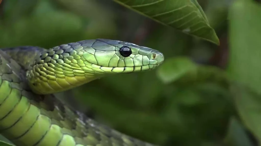 Discover the fascinating world of the green mamba, a venomous snake with vibrant coloration, agile movements, and unique habits