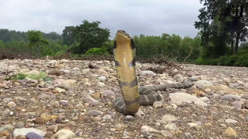 Discover the fascinating world of the king cobra, the longest venomous snake