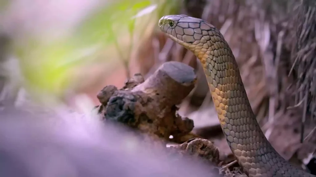 Discover the fascinating world of the king cobra, the world's longest venomous snake, known for its lethal bite and captivating hood