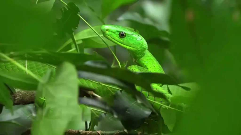 Discover the green mamba, a fascinating yet misunderstood serpent