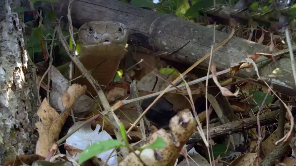 Discover the king cobra, a venomous serpent native to Southeast Asia and India