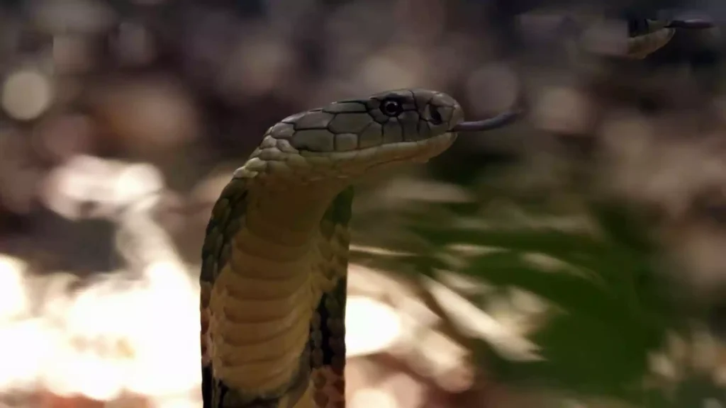 Discover the king cobra, the world's longest venomous snake, known for its lethal bite and distinctive hood