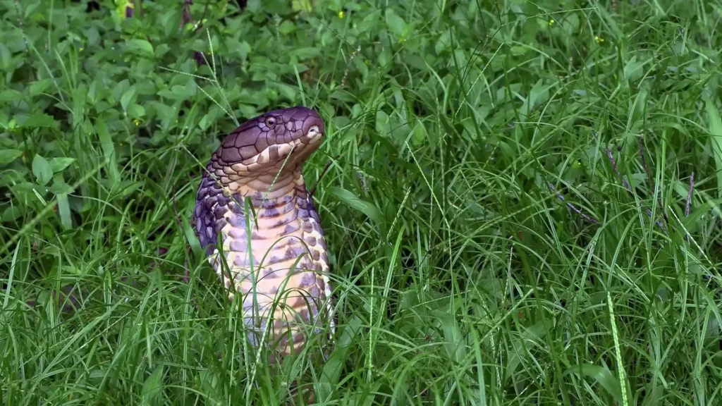 Explore the fascinating world of the king cobra, the world's longest venomous snake, known for its deadly venom and iconic hood