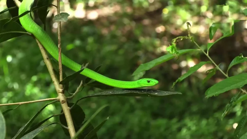 Explore the world of the green mamba, a fascinating and misunderstood serpent known for its vibrant green color and potent venom