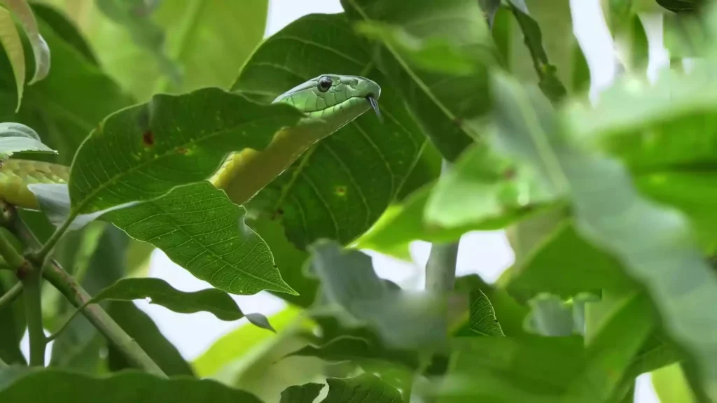 Explore the world of the green mamba, a sleek and venomous serpent, known for its vibrant green color