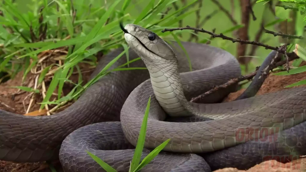 Learn about black mamba venom, its composition, effects, and medical significance, and understand the deadly toxin of one of Africa's most feared snakes