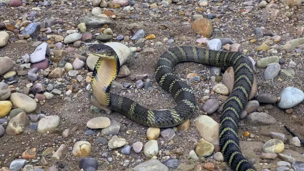 The king cobra is the world's longest venomous snake, known for its impressive size and fearsome reputation