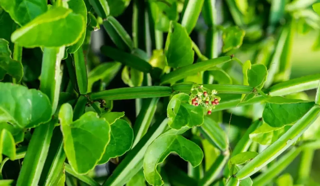 cissus quadrangularis
