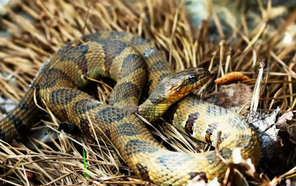 the brazos water snake