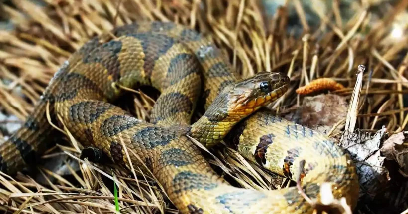 the brazos water snake
