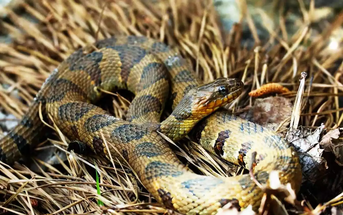 the brazos water snake