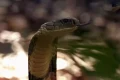 King cobra spreading its hood in the wild