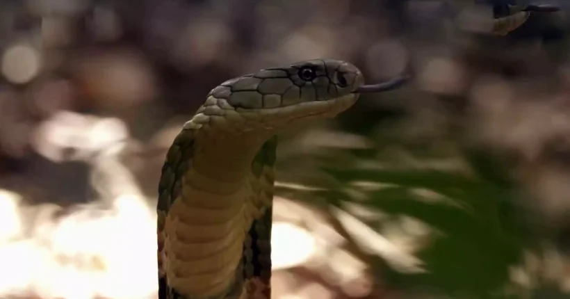 King cobra spreading its hood in the wild