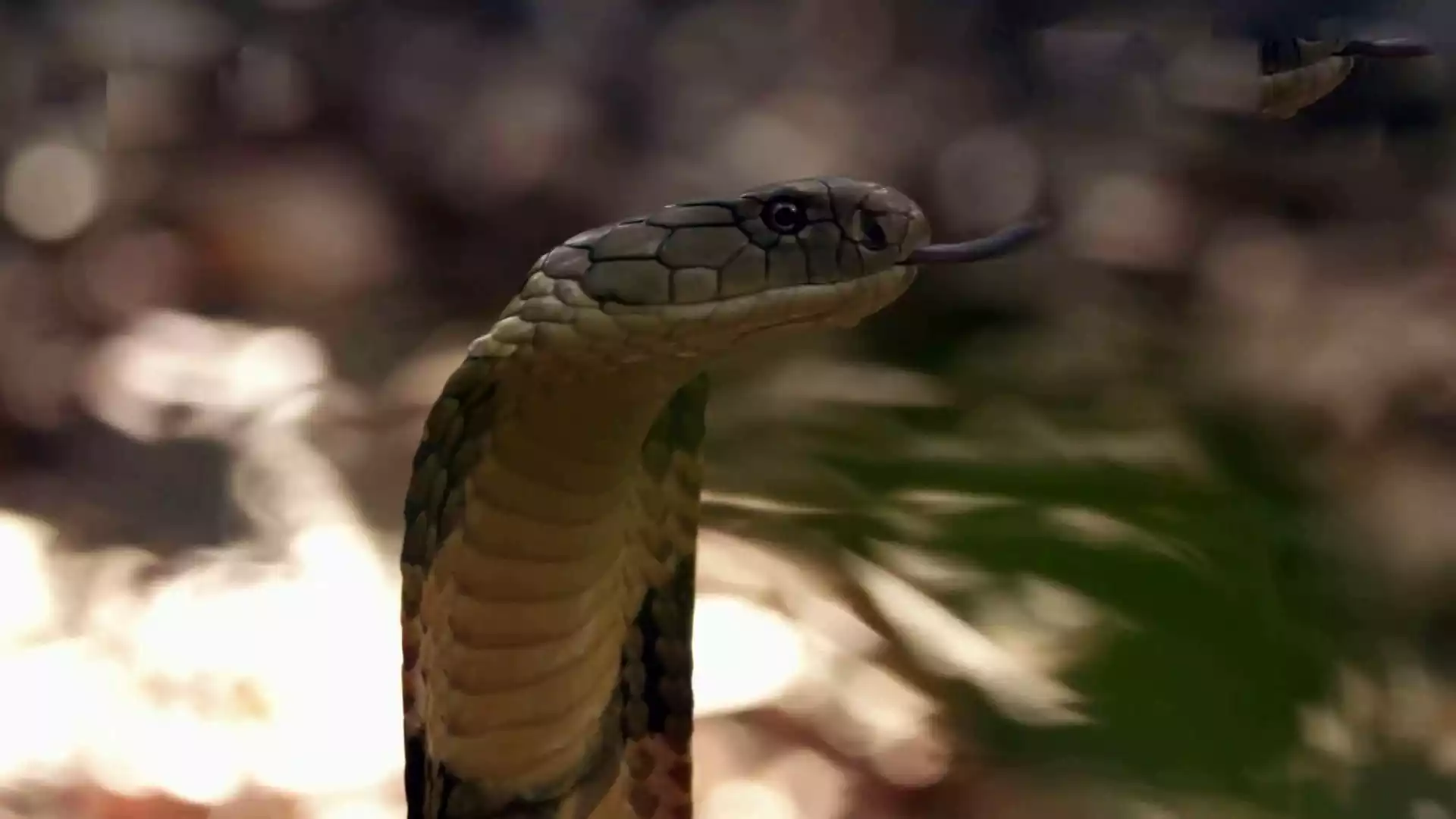King cobra spreading its hood in the wild