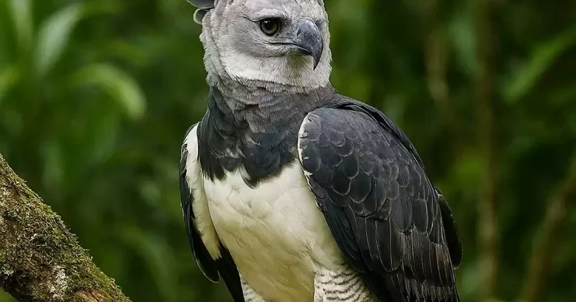 Meet the harpy eagle, the world's most powerful raptor! explore its habitat, hunting skills, and unique traits in this fascinating deep dive. 🦅 #harpyeagle #wildlife
