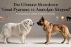 The ultimate showdown great pyrenees vs anatolian shepherd – a comprehensive word guide